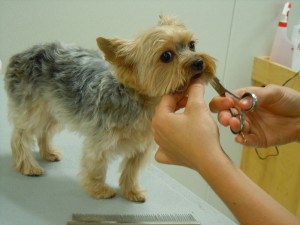 dog getting facial hair trimmed